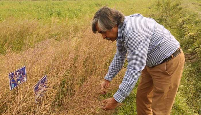 সরিষার লবণাক্ত সহিঞ্চু তিন জাত উদ্ভাবন করলেন বাকৃবি গবেষকরা সরিষার লবণাক্ত সহিঞ্চু তিন জাত উদ্ভাবন করলেন বাকৃবি গবেষকরা