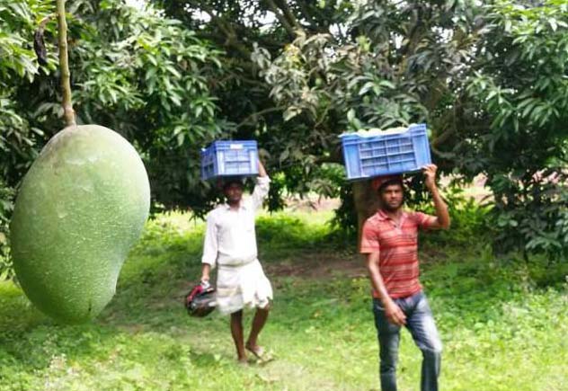 ২০ মে থেকে নাটোরে আম সংগ্রহ শুরু ২০ মে থেকে নাটোরে আম সংগ্রহ শুরু