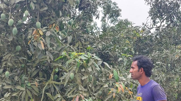 আমের বাম্পার ফলনেও চিন্তিত বাগানিরা আমের বাম্পার ফলনেও চিন্তিত বাগানিরা