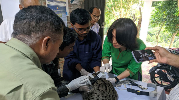 নতুন গবেষণার জন্য মেছো বিড়াল ‘স্বাধীন’র গলায় স্যাটেলাইট কলার