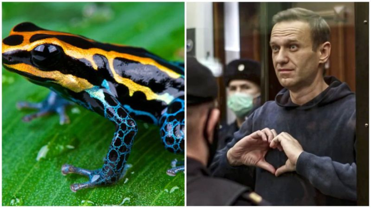 বিষাক্ত প্রজাতির ব্যাঙের বিষে নাভালনিকে হত্যা