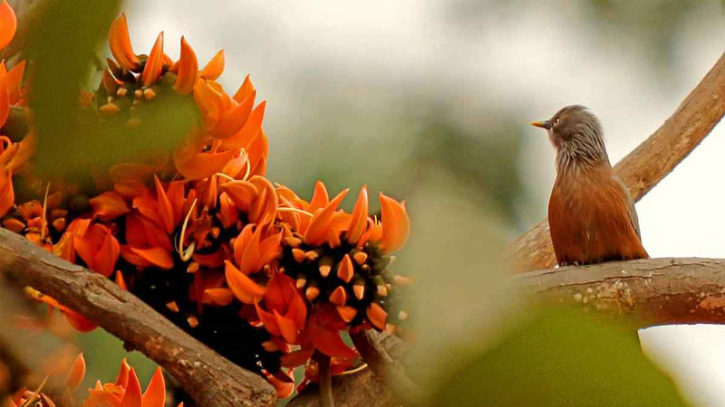 বসন্ত অবশেষে 