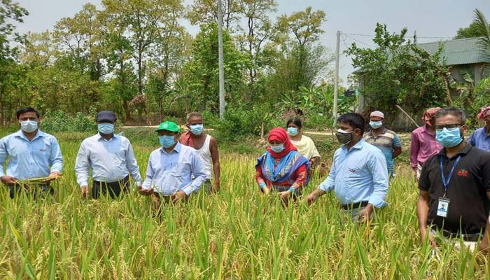 ব্লাস্ট প্রতিরোধী টিয়া ধানে বিঘায় ফলন গড়ে ২৭ মণ ব্লাস্ট প্রতিরোধী টিয়া ধানে বিঘায় ফলন গড়ে ২৭ মণ