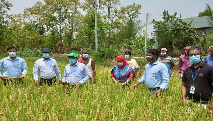 ব্লাস্ট প্রতিরোধী টিয়া ধানে বিঘায় ফলন গড়ে ২৭ মণ