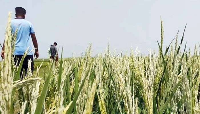বোরো উৎপাদন বাড়বে ১০ লাখ টন, হিটশকে ক্ষতিগ্রস্তদের সহযোগিতা বোরো উৎপাদন বাড়বে ১০ লাখ টন, হিটশকে ক্ষতিগ্রস্তদের সহযোগিতা