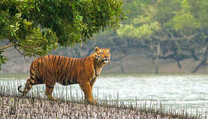 পর্যটকদের জন্য উন্মুক্ত হচ্ছে সুন্দরবন পর্যটকদের জন্য উন্মুক্ত হচ্ছে সুন্দরবন