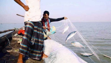 ইলিশ ধরায় ২২ দিনের নিষেধাজ্ঞা শুরু