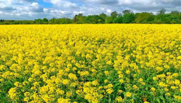 যশোরে বারি সরিষা -১৪ জাতের   মাঠ দিবস অনুষ্ঠিত 