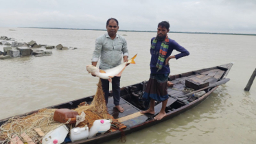 নদীতে পাঙাশ: ইলিশ সংরক্ষণের সুফল নাকি নতুন সতর্কবার্তা?
