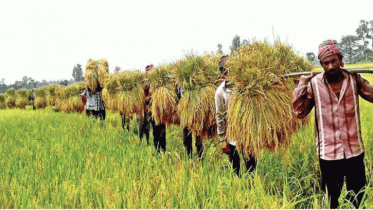 কৃষিজমি ৬০ বিঘা থাকলে নতুন আর কেনা যাবে না
