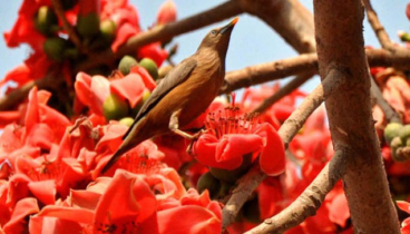 বসন্তের প্রথম দিন আজ