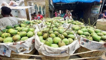 কলকাতার বাংলাদেশি মিশনের কর্মকর্তাদের জন্য পাঠানো হয়েছে ৪০০ কেজি আম