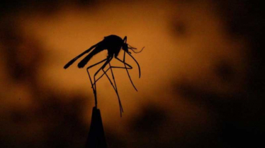 ডেঙ্গুতে আরও ৫ জনের মৃত্যু : হাসপাতালে ভর্তি ৩১১ জন