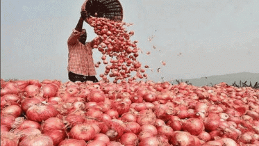 পিয়াজের উৎপাদন বাড়াতে ১৬ কোটি টাকার প্রণোদনা