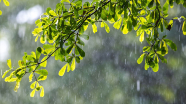 সারা দেশে কমতে পারে বৃষ্টিপাত