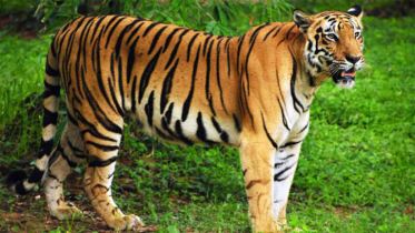 বিশ্ব বাঘ দিবস আজ