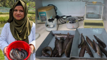 বাকৃবিতে প্রথম সুস্বাদু দেশীয় শিং মাছের জিনোম সিকুয়েন্স উদ্ভাবন  