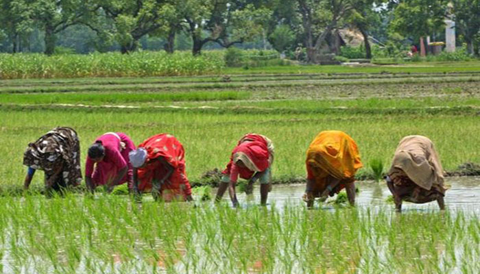 চাঁপাইনবাবগঞ্জে সাঁওতালদের অনগ্রসর জীবন