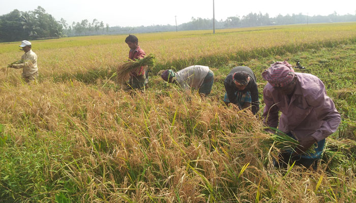 কৃষকের বোরো ধানের মূল্য প্রাপ্তিতে কিছু পরামর্শ কৃষকের বোরো ধানের মূল্য প্রাপ্তিতে কিছু পরামর্শ