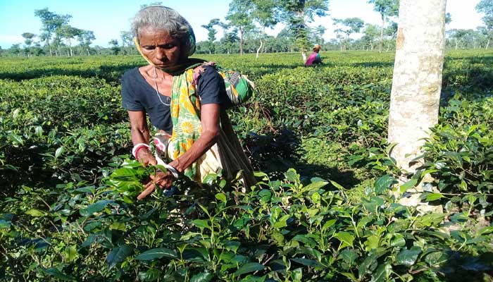 মৌলভীবাজারে বহুমুখি সংকটে চা শিল্প, ভবিষ্যত নিয়ে শঙ্কা