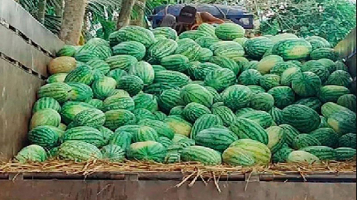 গলাচিপায় তরমুজের বাম্পার ফলন