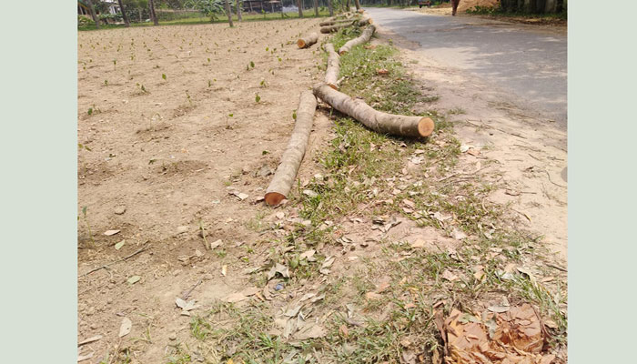 জৈনাবাজার-কাওরাইদ সড়কে নির্বিচার বৃক্ষ নিধন জৈনাবাজার-কাওরাইদ সড়কে নির্বিচার বৃক্ষ নিধন