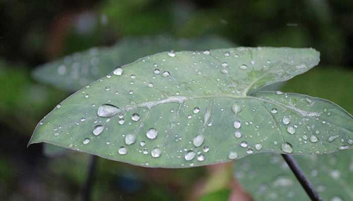 সারাদেশে গুঁড়ি গুঁড়ি বৃষ্টির আভাস