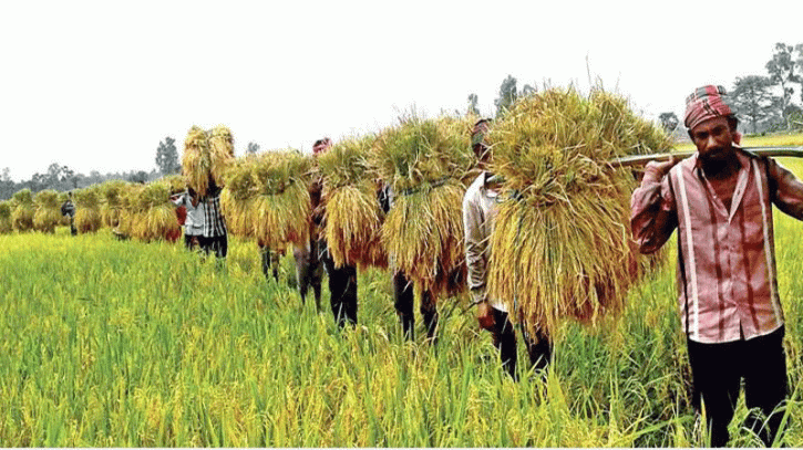 কৃষিজমি ৬০ বিঘা থাকলে নতুন আর কেনা যাবে না কৃষিজমি ৬০ বিঘা থাকলে নতুন আর কেনা যাবে না