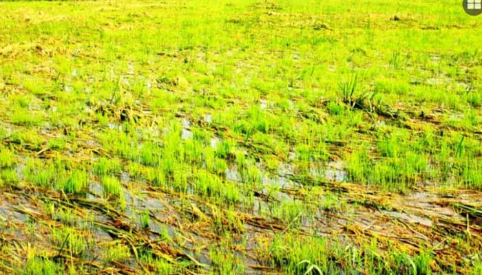 বিল হরিনায় জলাবদ্ধতায় অনাবাদি দুই হাজার বিঘা জমি বিল হরিনায় জলাবদ্ধতায় অনাবাদি দুই হাজার বিঘা জমি