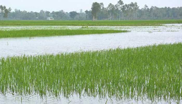 বন্যায় কর্মকর্তাদের মাঠ পরিস্থিতি পর্যবেক্ষণের নির্দেশ বন্যায় কর্মকর্তাদের মাঠ পরিস্থিতি পর্যবেক্ষণের নির্দেশ