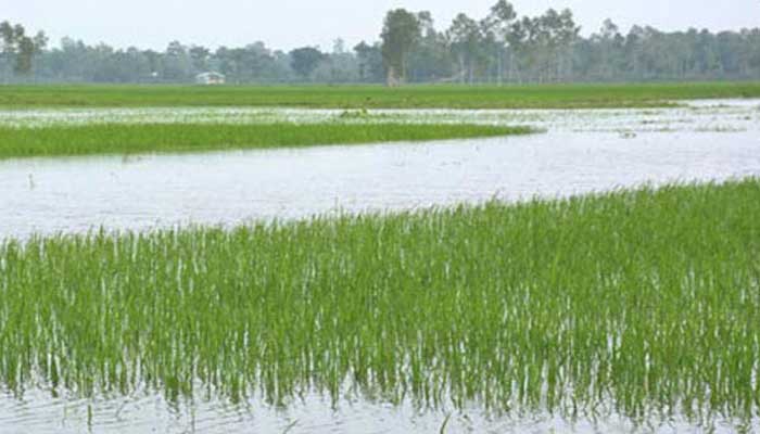 বন্যায় কর্মকর্তাদের মাঠ পরিস্থিতি পর্যবেক্ষণের নির্দেশ