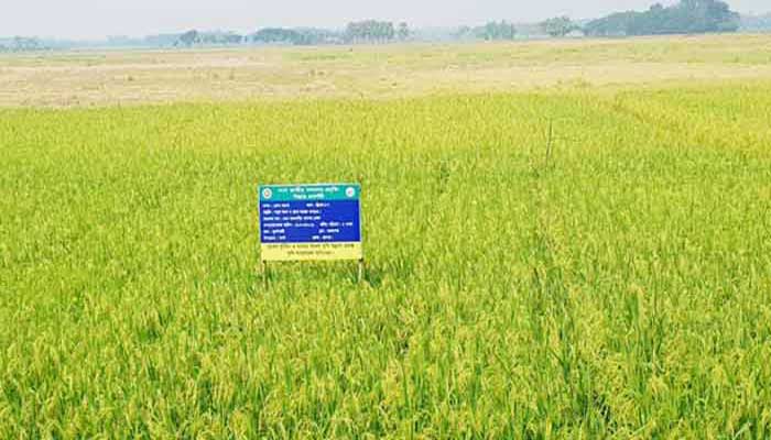 যশোরে ব্রি ধান-৮৭ এর ফসল কর্তন ও মাঠ দিবস পালন যশোরে ব্রি ধান-৮৭ এর ফসল কর্তন ও মাঠ দিবস পালন
