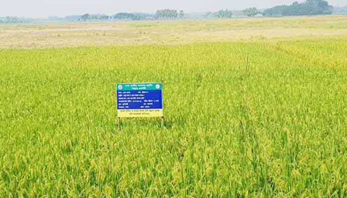 যশোরে ব্রি ধান-৮৭ এর ফসল কর্তন ও মাঠ দিবস পালন