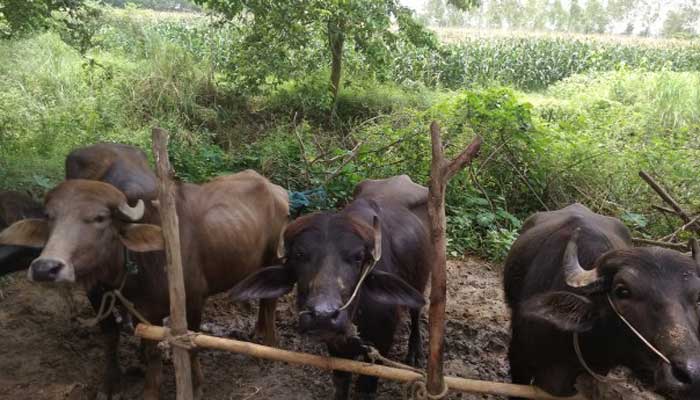 নাটোরে মহিষ পালনের পরিধি বাড়ছে