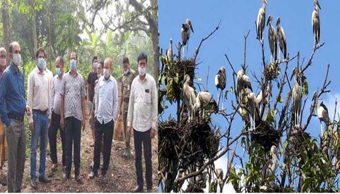 শামুকখোল পাখির জন্য বাসা ভাড়া করল সরকার শামুকখোল পাখির জন্য বাসা ভাড়া করল সরকার