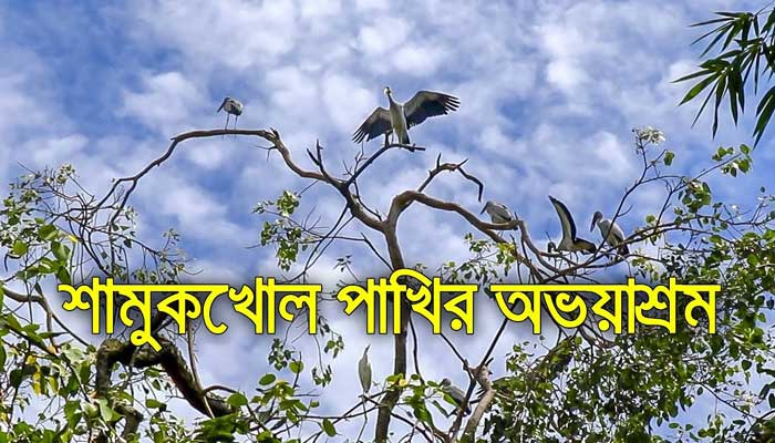 স্থায়ী আবাস পাবে শামুকখোল পাখিরা স্থায়ী আবাস পাবে শামুকখোল পাখিরা