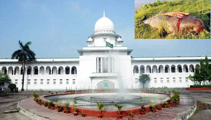 হালদায় ডলফিন রক্ষার নির্দেশ হাইকোর্টের হালদায় ডলফিন রক্ষার নির্দেশ হাইকোর্টের