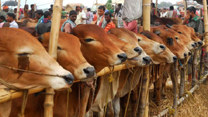 আফতাবনগরে গরুর হাটের ইজারা স্থগিতই থাকছে আফতাবনগরে গরুর হাটের ইজারা স্থগিতই থাকছে
