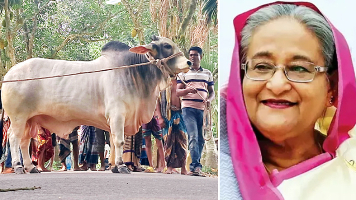 বুলবুলের সেই উপহারের গরু গ্রহণে সম্মতি প্রধানমন্ত্রীর বুলবুলের সেই উপহারের গরু গ্রহণে সম্মতি প্রধানমন্ত্রীর