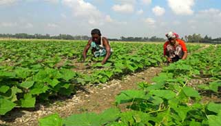 সারাবছরেই লাভজনক সবজি চাষ পদ্ধতি