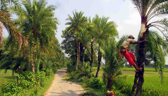 খেজুরের রস সংগ্রহে ব্যাপক প্রস্তুতি যশোরের গাছিদের খেজুরের রস সংগ্রহে ব্যাপক প্রস্তুতি যশোরের গাছিদের