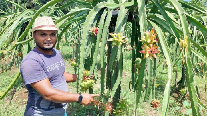 গাজীপুরের শ্রীপুরে ড্রাগন ফল চাষ করে বছরে ২০ লাখ টাকা আয় গাজীপুরের শ্রীপুরে ড্রাগন ফল চাষ করে বছরে ২০ লাখ টাকা আয়