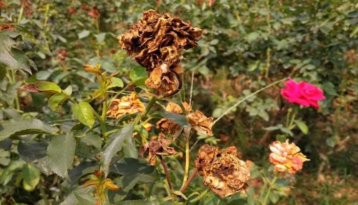 গোলাপ গ্রামে গাছেই শুকাচ্ছে ফুল : দিশেহারা চাষীরা