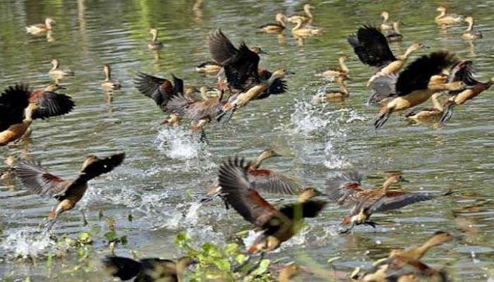 অতিথি পাখির কলরবে মুখর ইসলামী বিশ্ববিদ্যালয় অতিথি পাখির কলরবে মুখর ইসলামী বিশ্ববিদ্যালয়