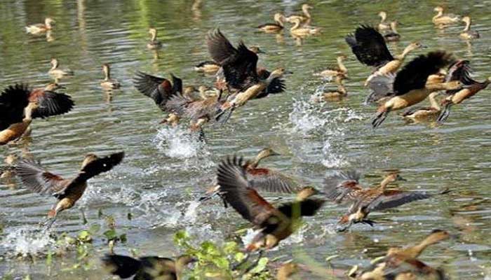 অতিথি পাখির কলরবে মুখর ইসলামী বিশ্ববিদ্যালয়