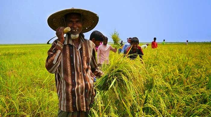 ইন্দোনেশিয়াকে হটিয়ে ধান উৎপাদনে বাংলাদেশ তৃতীয়