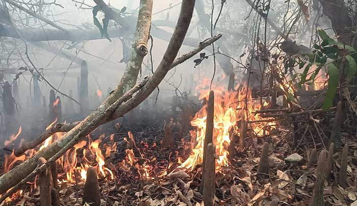 সুন্দরবনে আগুন জ্বলছে