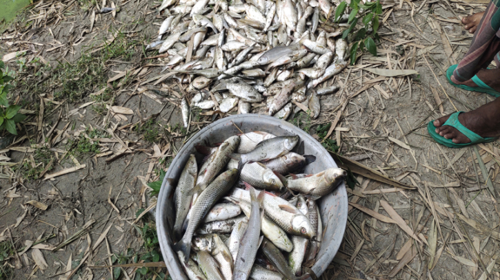 আক্কেলপুরে পুকুরে বিষ প্রয়োগ করে মাছ নিধনের অভিযোগ