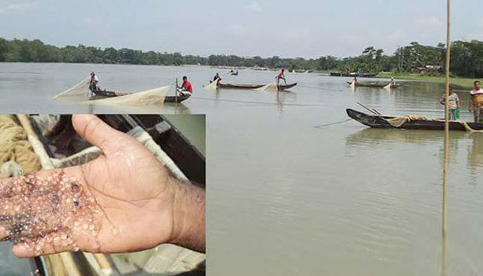 হালদায় নমুনা ডিম ছেড়েছে রুই জাতীয় মা মাছ