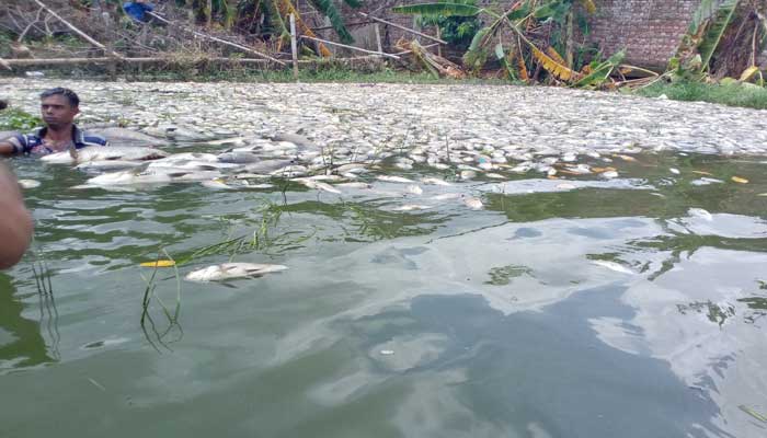 সাভারে খামারে মাছের মড়ক : কোটি টাকার ক্ষতি সাভারে খামারে মাছের মড়ক : কোটি টাকার ক্ষতি